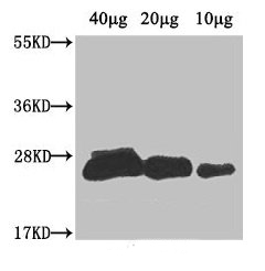 western blot using anti-osmotin antibodies